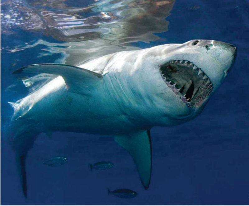 Illustration for article titled Jaws-3D: A Kubrickian Masterpiece (via Cracked)